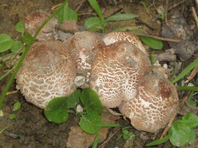 褐鱗蘑菇（Agaricus praeclaresquamosus)誤食會有腸胃炎型中毒症狀