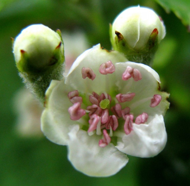 crataegus blossom.jpg