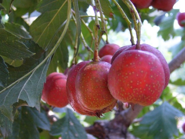 hawthorn fruit.jpg