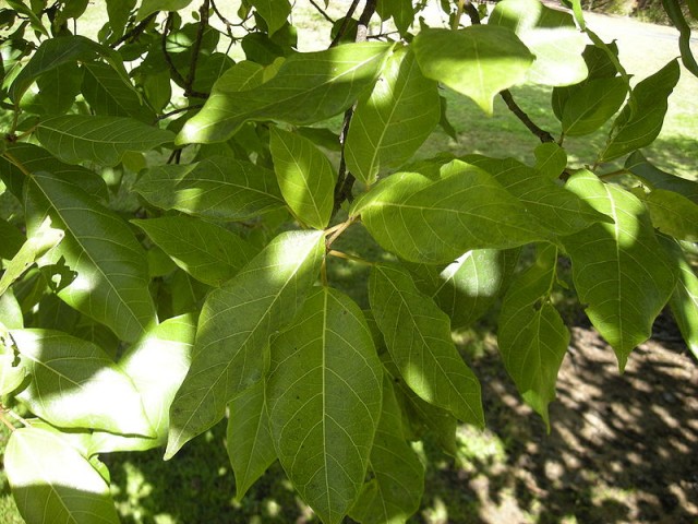 800px-Ficus_racemosa_foliage.jpg