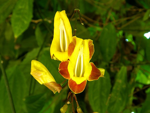 thunbergia mysorensis4.jpg