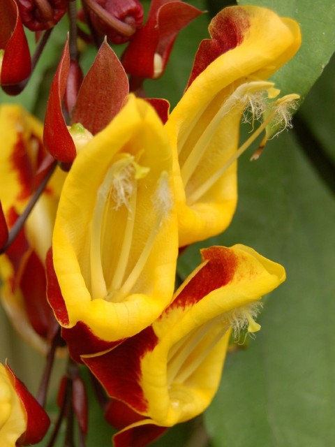 thunbergia mysorensis.jpg
