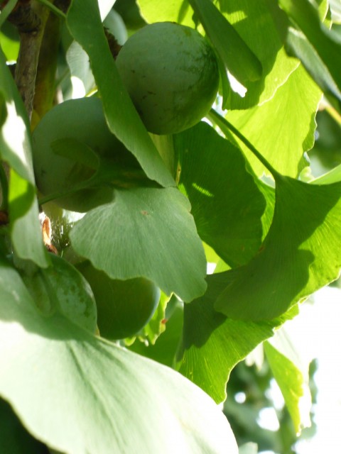 ginkgo fruit green.jpg