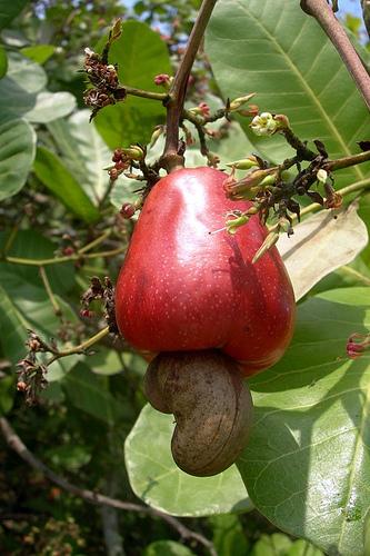 cashew fruit.jpg