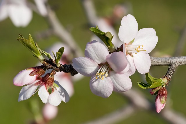 Almond_blossom.jpg