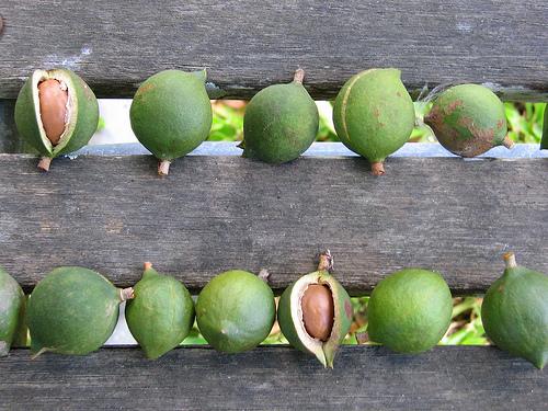 macadamia nuts(2).jpg