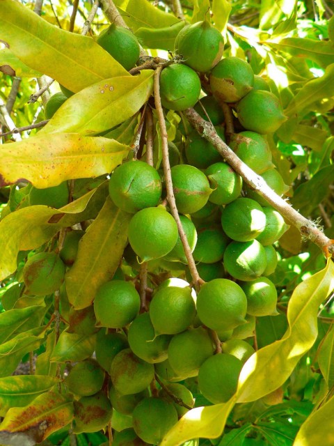 macadamia fruit.jpg