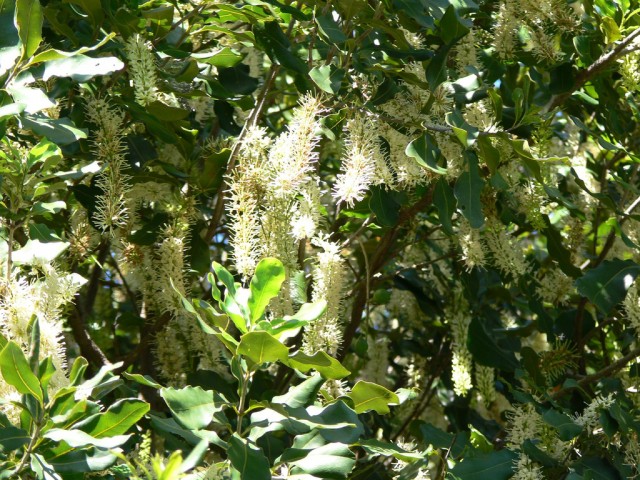 macadamia integrifolia.jpg