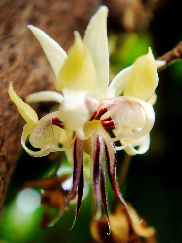 cacao flower.jpg