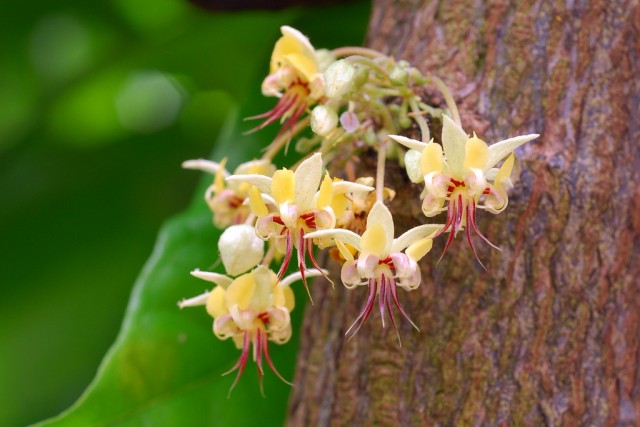 cacao flowers.jpg