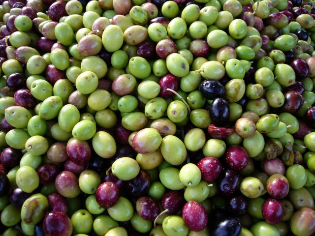 olives 1.jpg
