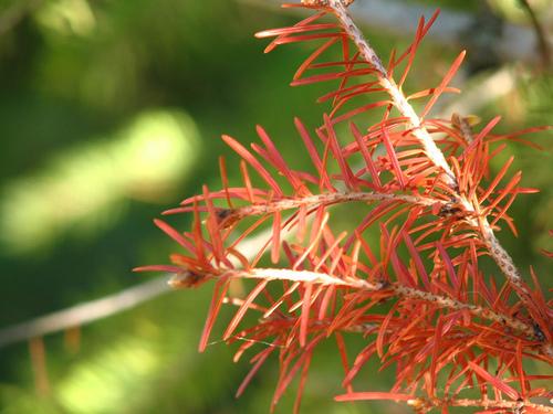 red pine.jpg