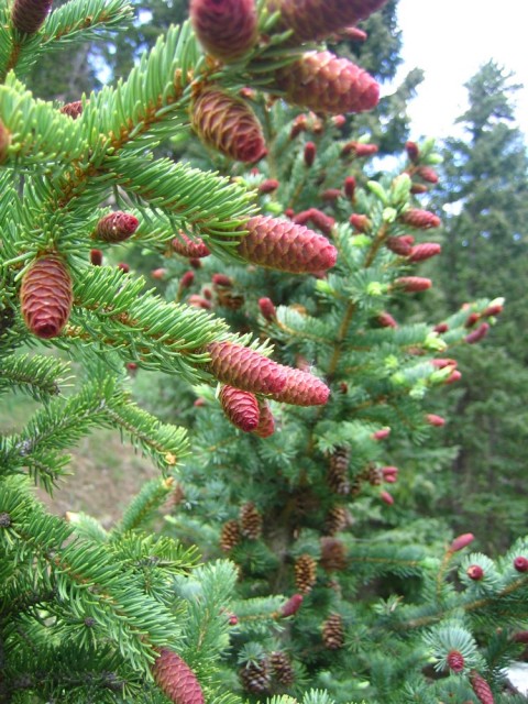 red  pine cone.jpg