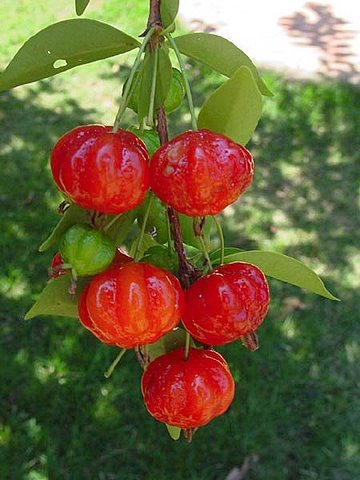 pitanga fruits.jpg