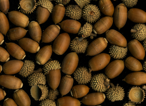 carrasca-acorns.jpg